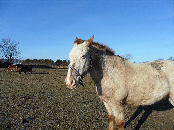 Knabstrupper Napoleon ( 25+ )  billede 13