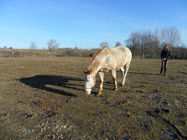 Knabstrupper Napoleon ( 25+ )  billede 14