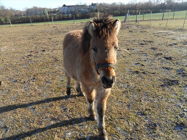 Anden særlig race Prins Knud billede 17