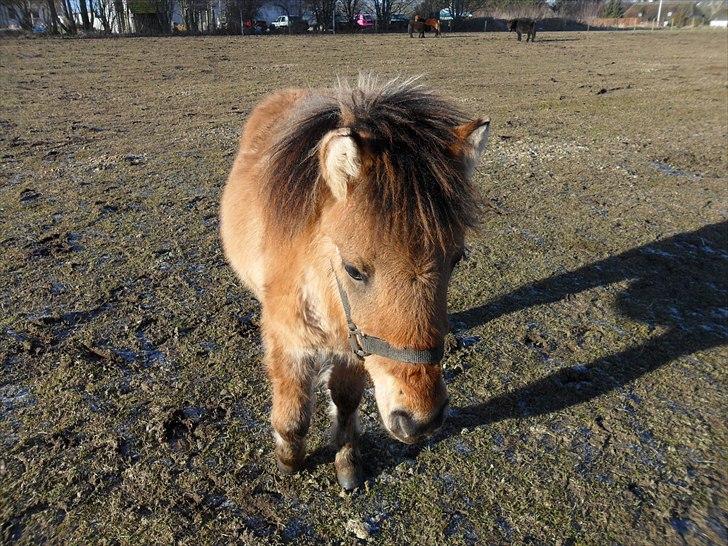 Anden særlig race Prins Knud billede 18