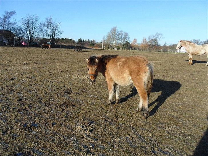 Anden særlig race Prins Knud billede 19