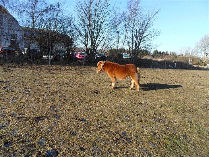 Shetlænder Ditte Breum billede 10