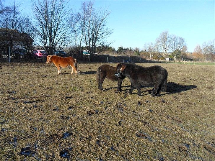 Shetlænder Ringemarkens Duchess billede 12
