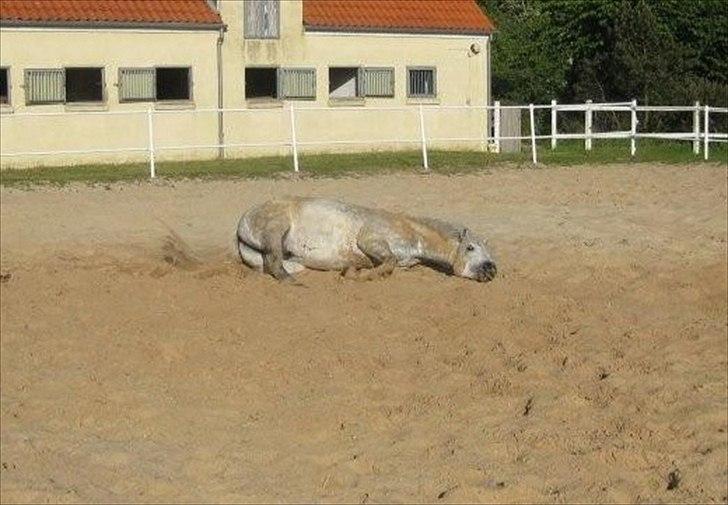 Connemara Hesselbjerggård Safir.  [Tidl. pony] - Safir tager sig lige en tur på Sandfolden og nyder det, i det dejlige sommer vejt, efter en GRUNDIG vaskning :D  billede 9