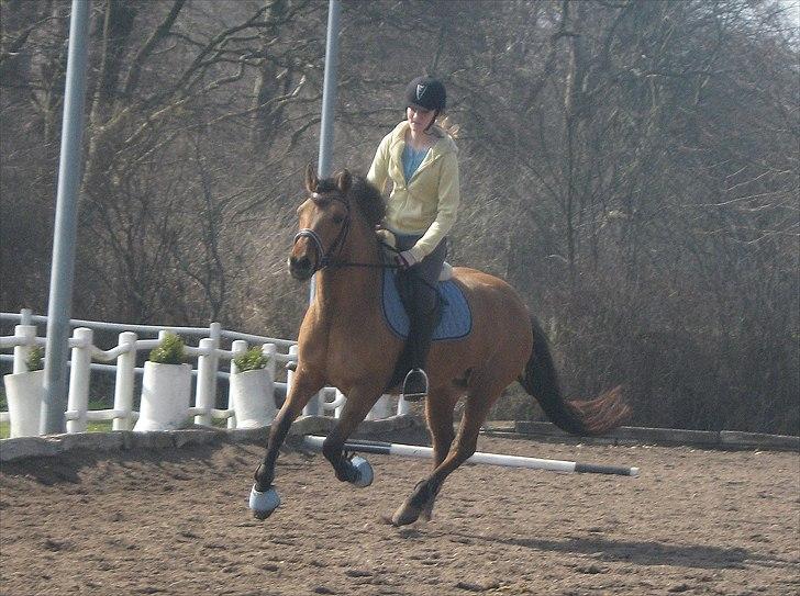 Anden særlig race Brie Marteyna - min smukke hest, i meget opmærksom galop  :P  billede 11