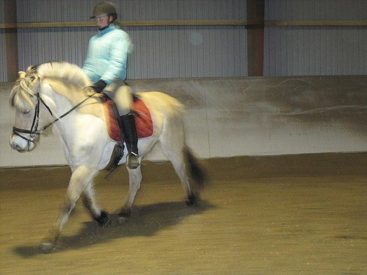 Fjordhest mølhøjs fenja billede 8