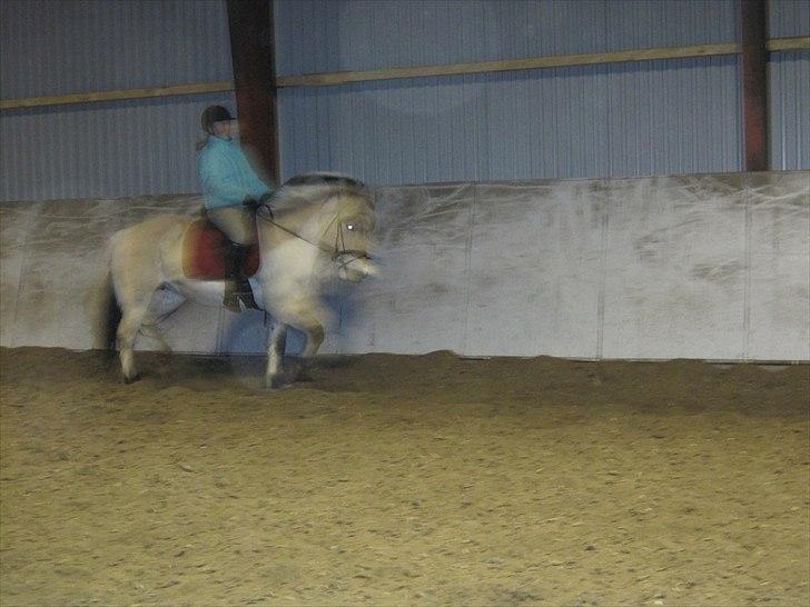 Fjordhest mølhøjs fenja billede 9