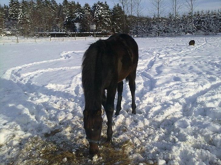 Dansk Varmblod Mødals Domina - tidligere hest billede 11