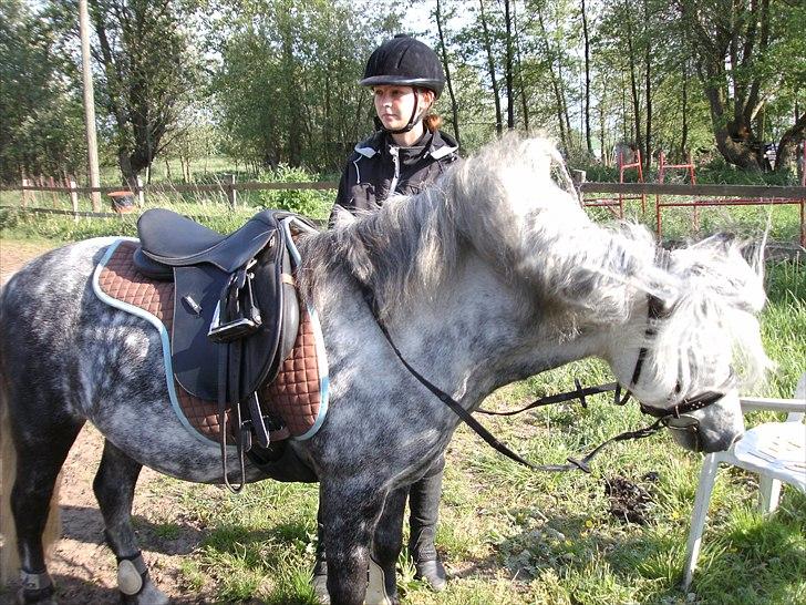 Welsh Pony (sec B) Nappemarkens Porsche - TOTAL punkerhår.!! :D <3 billede 4