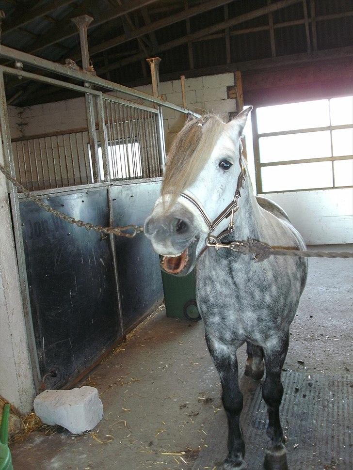 Welsh Pony (sec B) Nappemarkens Porsche - Den dårlige vane vi har på staldgangen.. :D billede 5