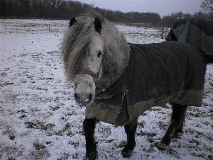 Welsh Pony (sec B) Nappemarkens Porsche - På fold idag d.13-2-2011 billede 6