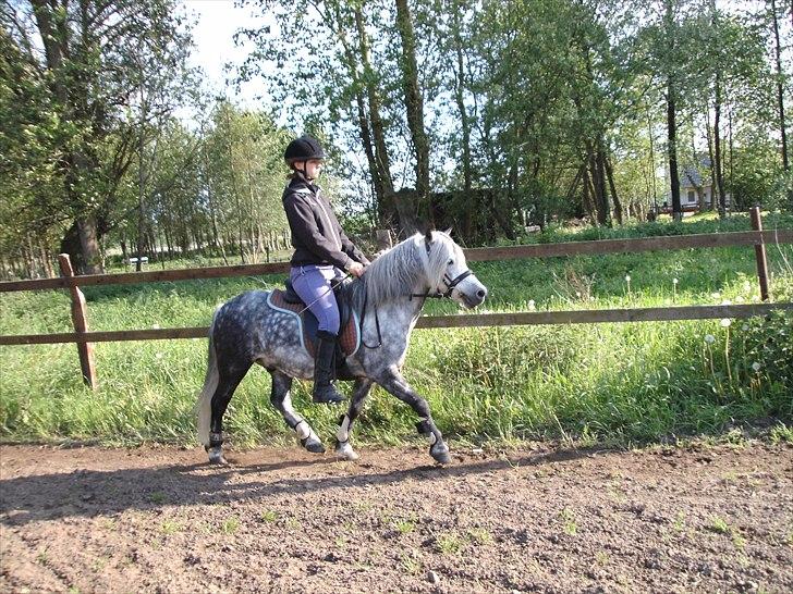 Welsh Pony (sec B) Nappemarkens Porsche - Opvarmning.. :D billede 7