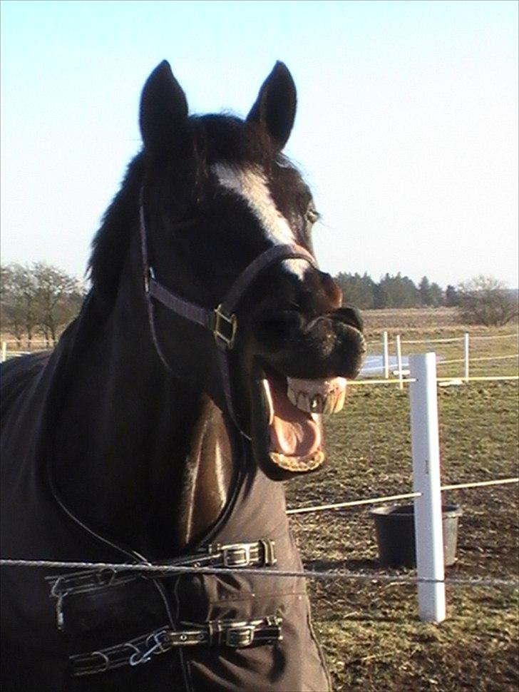 Anden særlig race TEQUILA - Ha ha ha ... Jan 2011. billede 12