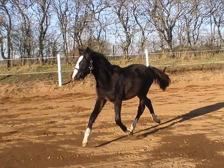 Anden særlig race LAMIR ROYAL - På ridebanen. JAN 2011. billede 12