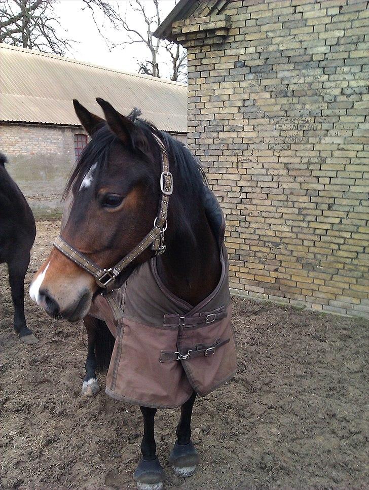 Anden særlig race Troldegårdens Bailey  - Dejlige Bailey:) billede 8