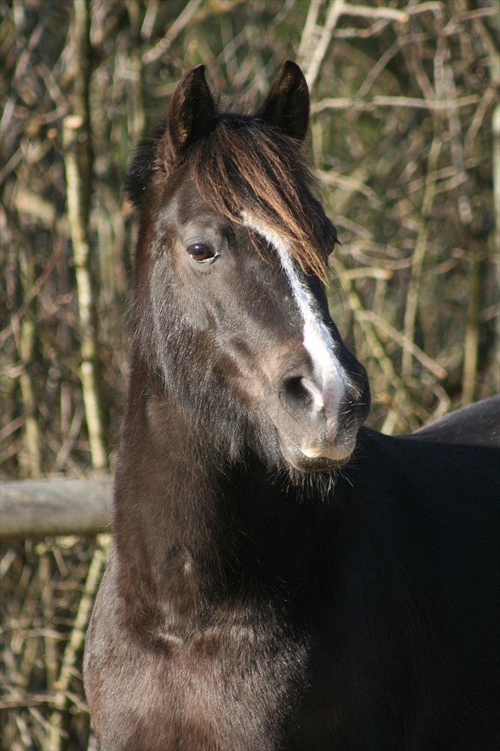 Anden særlig race Miley - D. 30/1 2011 billede 15