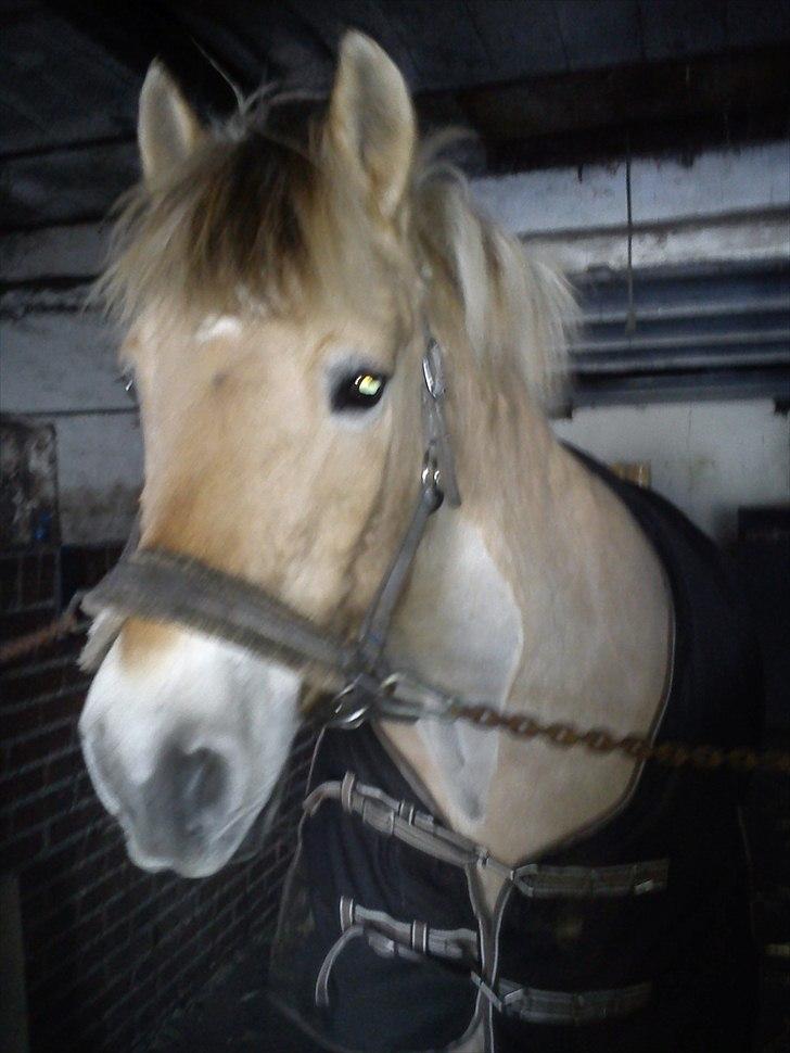 Fjordhest Tyler (tidl part) - på staldgangen :) billede 1