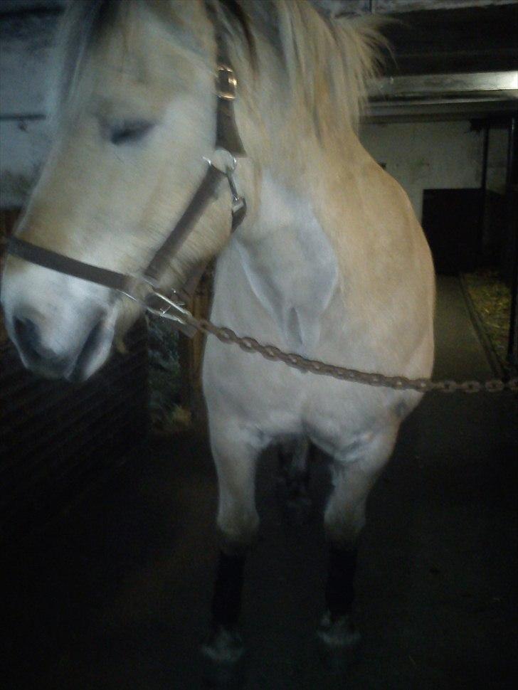 Fjordhest Tyler (tidl part) - lige fået sorte bandager på :) billede 2