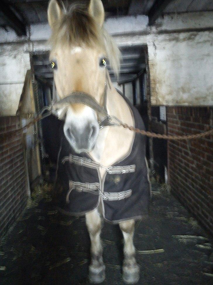Fjordhest Tyler (tidl part) - på staldgangen :) billede 3