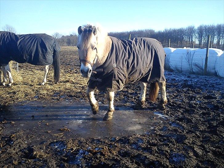 Fjordhest Tyler (tidl part) - På fold billede 4