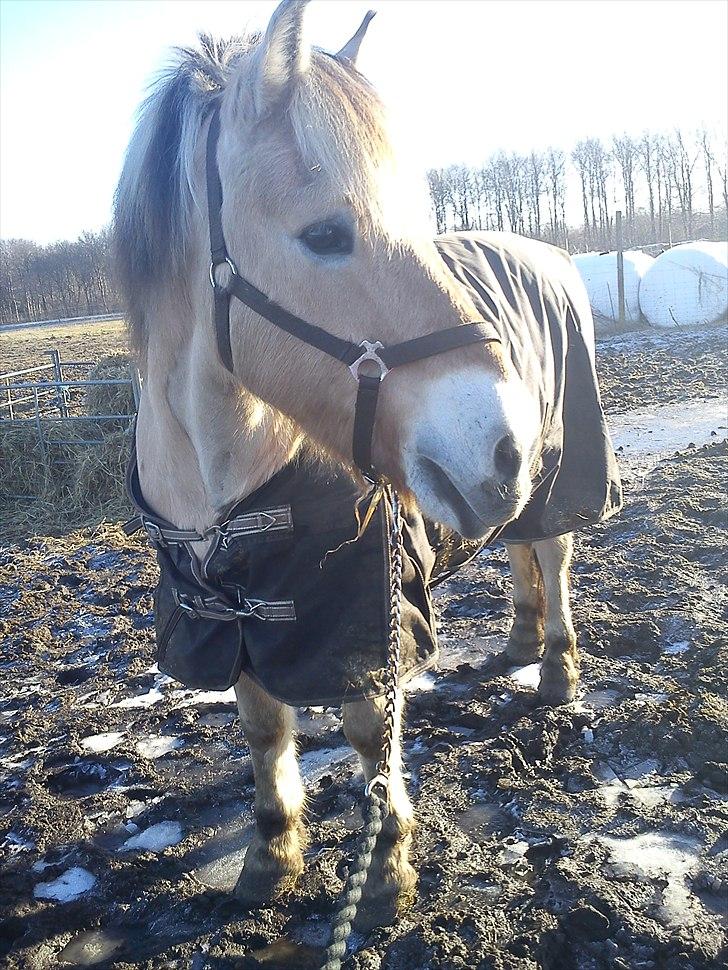 Fjordhest Tyler (tidl part) - på fold :) billede 5