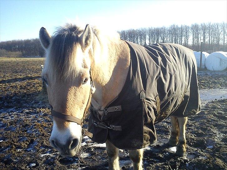 Fjordhest Tyler (tidl part) - På fold :) billede 6