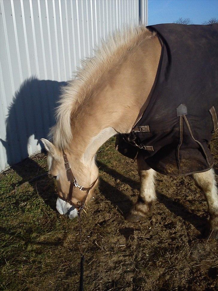 Fjordhest Tyler (tidl part) - på vej ind fra fold, der var noget græs  :) billede 7