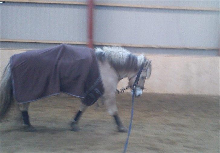Fjordhest Tyler (tidl part) - Skridt i longe, men bandager og det hele :) billede 8