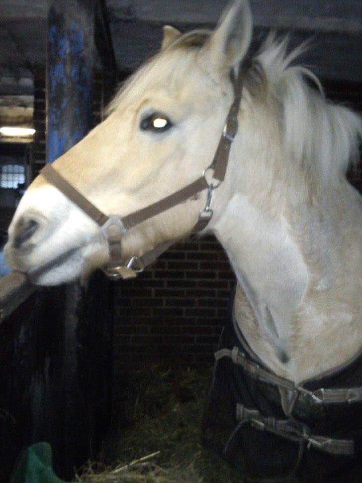 Fjordhest Tyler (tidl part) - i boksen :) billede 9