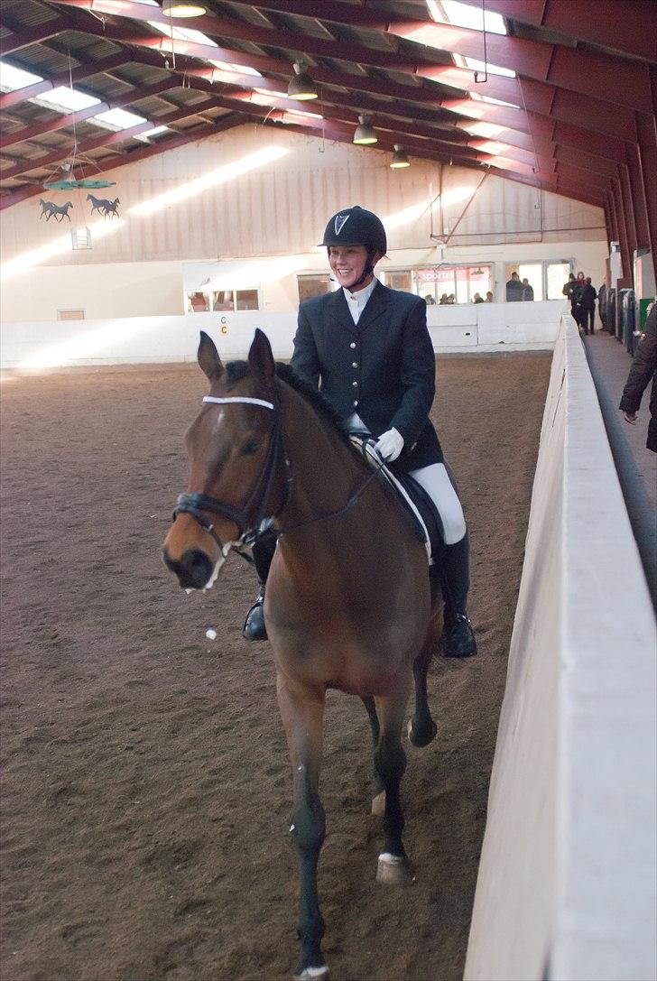 Dansk Varmblod Avlbogårds Melando billede 8