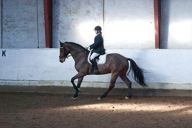 Dansk Varmblod Avlbogårds Melando billede 9