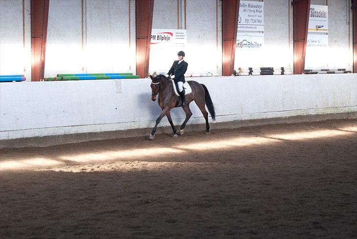 Dansk Varmblod Avlbogårds Melando billede 10