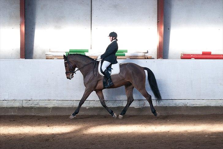 Dansk Varmblod Avlbogårds Melando billede 11