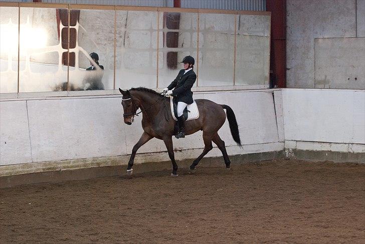 Dansk Varmblod Avlbogårds Melando billede 12