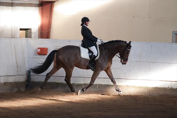 Dansk Varmblod Avlbogårds Melando billede 13