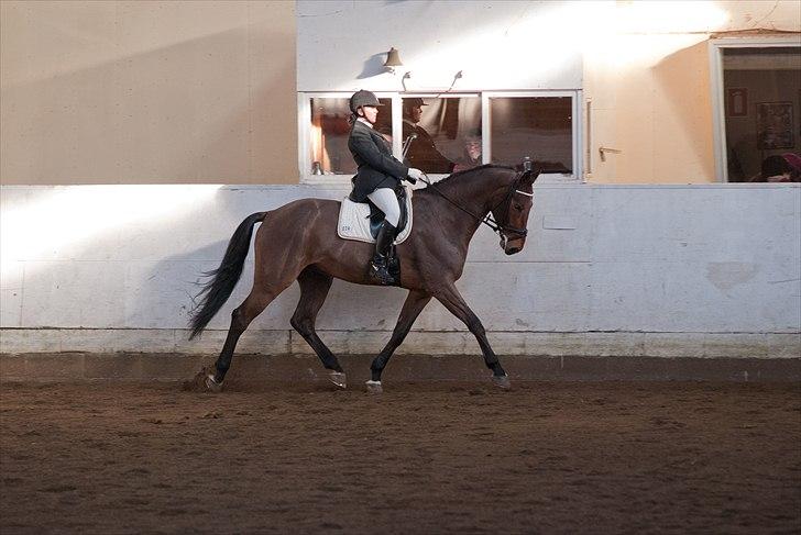 Dansk Varmblod Avlbogårds Melando billede 14