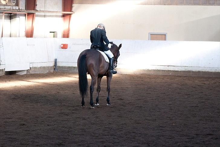 Dansk Varmblod Avlbogårds Melando billede 15