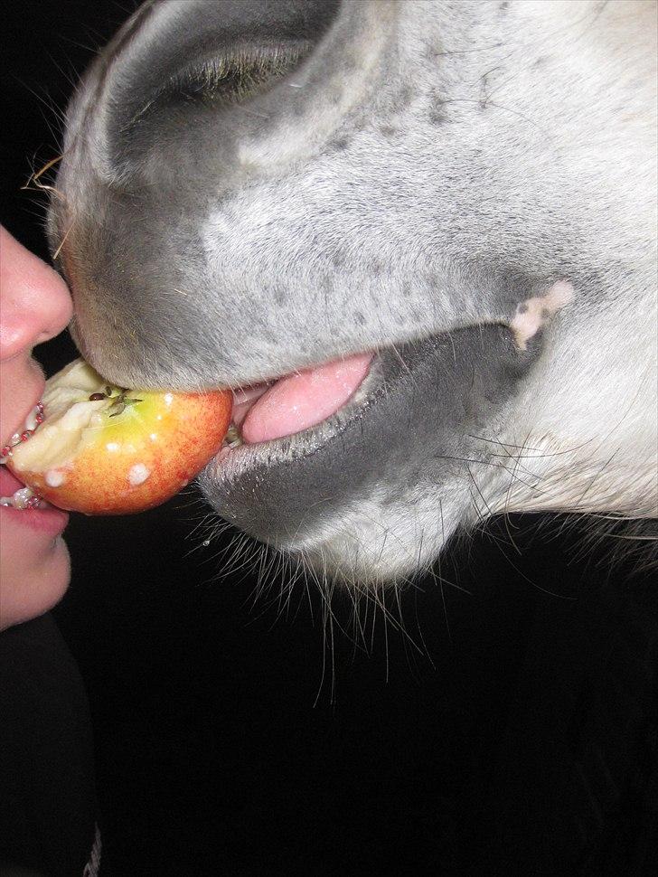 Connemara Hesselbjerggård Safir.  [Tidl. pony] - Vi kan dele alt ;*  billede 10