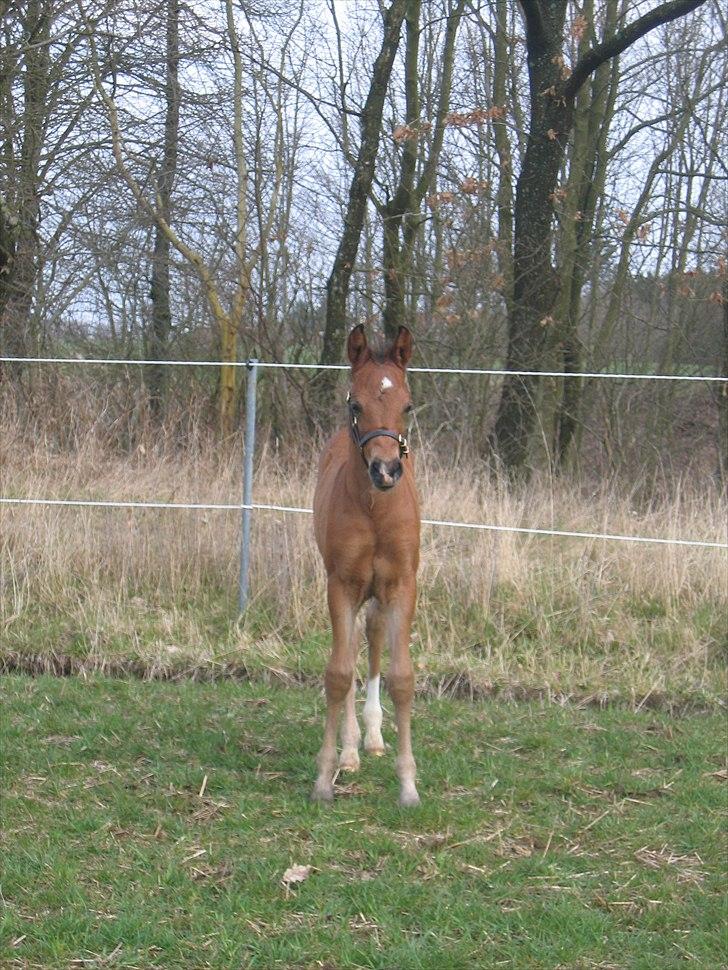New Forest Sejlgaards Mickey B-pony - lille baby Mickey - med hans mini læder grime :-) billede 9