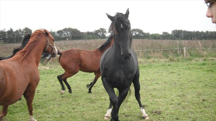Oldenborg Skywalker Horsmark billede 1