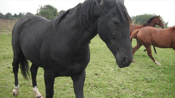Oldenborg Skywalker Horsmark billede 2