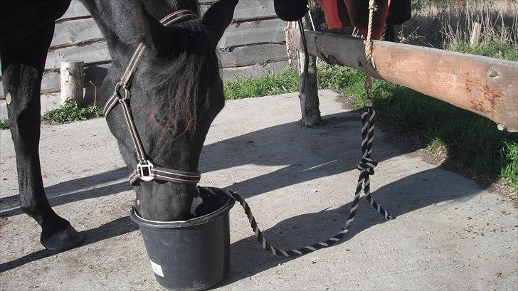 Oldenborg Skywalker Horsmark billede 3