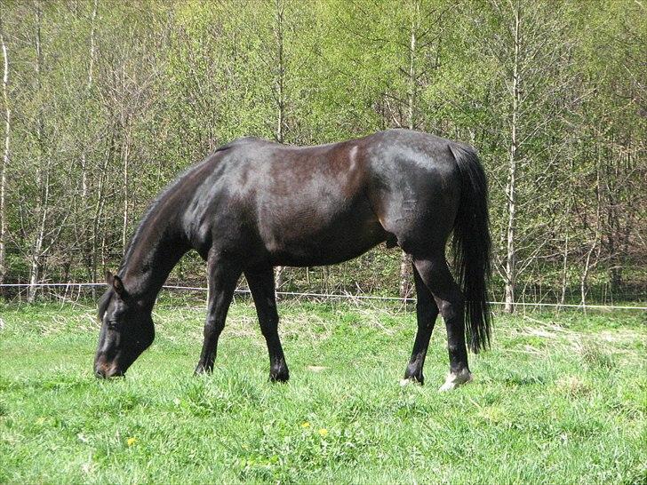 Dansk Varmblod Ferrari LF -solgt som føl billede 3