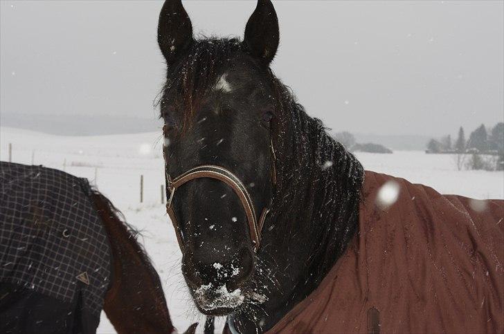 Oldenborg Skywalker Horsmark billede 4