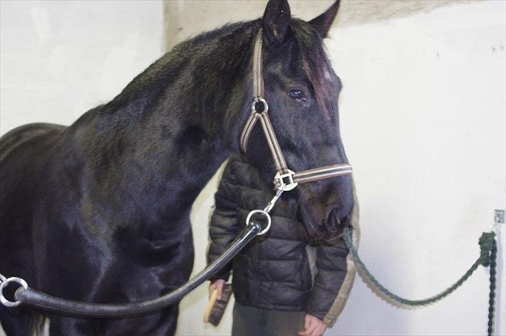 Oldenborg Skywalker Horsmark billede 5