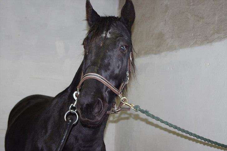 Oldenborg Skywalker Horsmark billede 6