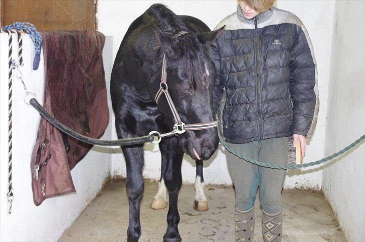 Oldenborg Skywalker Horsmark billede 7