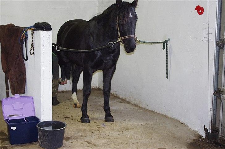 Oldenborg Skywalker Horsmark billede 8