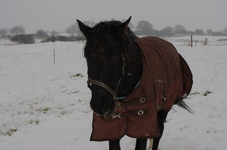 Oldenborg Skywalker Horsmark billede 9