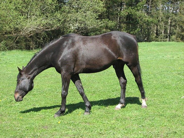 Dansk Varmblod Ferrari LF -solgt som føl billede 7